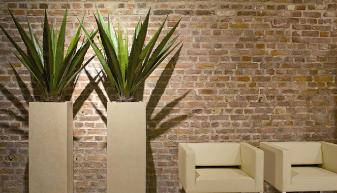 Delivering High Quality Plants To Your Office