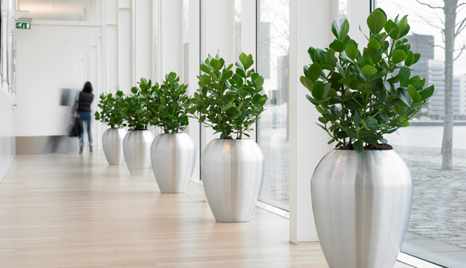 Delivering High Quality Plants To Your Office