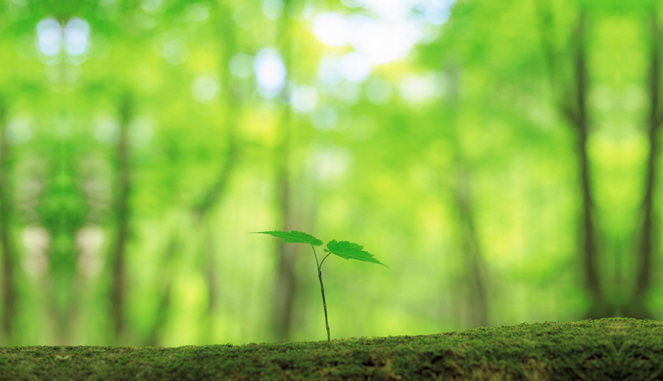 Delivering High Quality Plants To Your Office