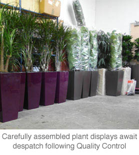 plants ready for dispatch