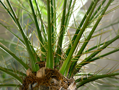 Office Palm Plants