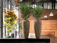 Transform Your Office With Plants