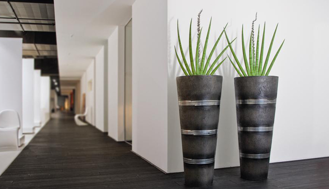 Delivering High Quality Plants To Your Office