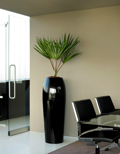 contemporary-office-plant