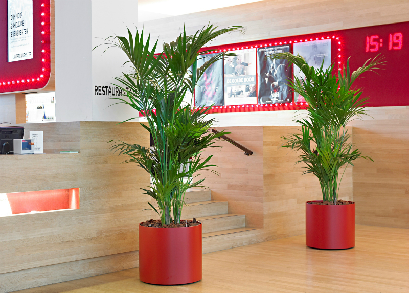 interior-plants