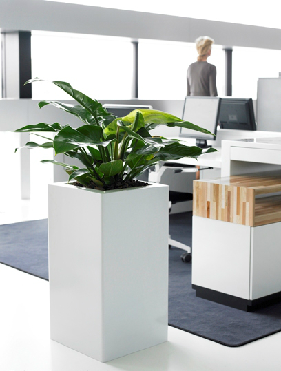 london-office-plants