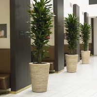 Banana Plants for Office Environment