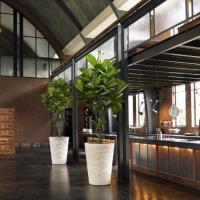 Banana Plants For Office