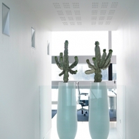 cacti-for-offices