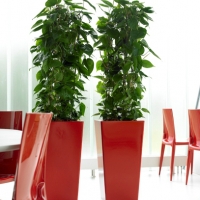 classy-office-plants
