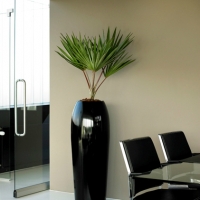 contemporary-office-plant