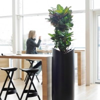 corporate-office-planting