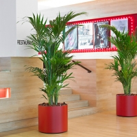 interior-plants