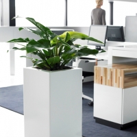 london-office-plants