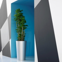 modern-office-plant