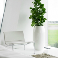 stylish-office-plant